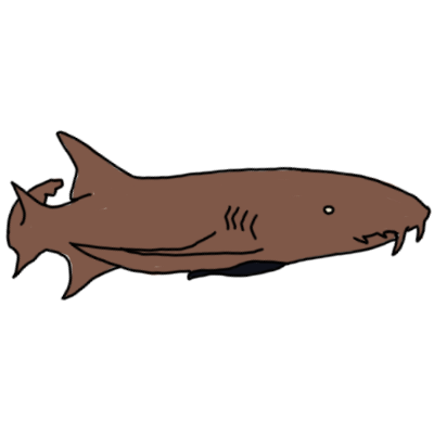 a brown nurse shark facing the right.